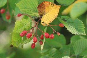 アズキナシ果実2024年10月5日