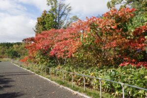 2024年10月17日紅葉の状況 (9)