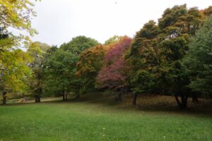 2024年10月22日紅葉の状況 (遊具広場)