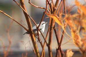 ゴジュウカラ2024年10月27日2オオイタドリにとまる