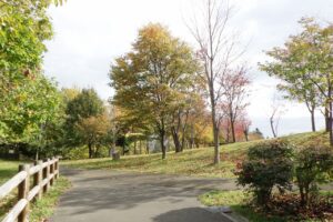 2024年10月22日紅葉の状況 (新桜並木)