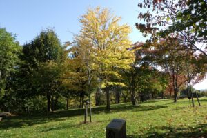 2024年10月17日紅葉の状況 (1)