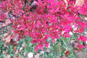 ドウダンツツジの実