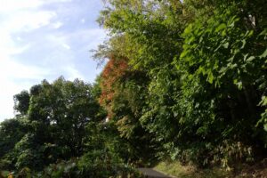 2024年10月9日紅葉情報 (7)