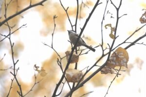 ハシブトガラ2024年10月27日