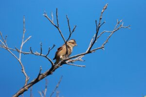 ホオジロ雌2024年10月5日