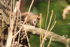 エゾリス2024年10月14日