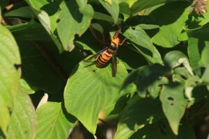 オオスズメバチ2024年10月5日