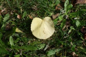 カツラの木の葉