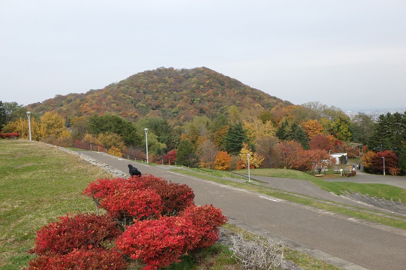 展望広場から見た新桜並木と