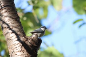 ゴジュウカラ2024年10月14日