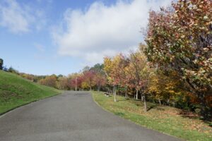 2024年10月24日紅葉の状況 (新桜並木2)