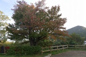 2024年10月10日紅葉情報 (5)