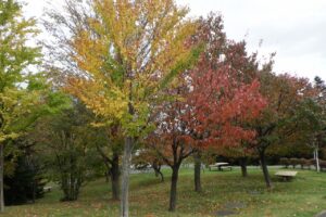 2024年10月22日紅葉の状況 (新桜並木3)