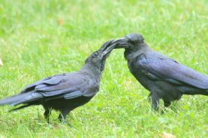 ハシブトガラス親子2024年10月5日