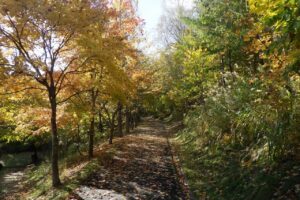 2024年10月24日紅葉の状況 (巨木の谷カツラの並木)