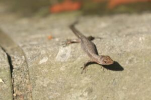 ニホンカナヘビ幼体２０２４年１０月５日