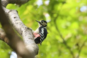アカゲラ雄2024年10月14日