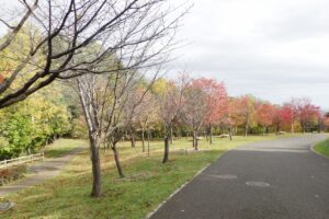 2024年10月22日紅葉の状況 (新桜並木.2)