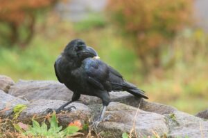 ハシブトガラス2024年10月14日