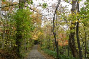 2024年10月22日紅葉の状況 (森の家への園路2)