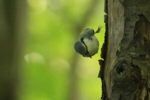 ゴジュウカラ2024年10月20日