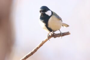 シジュウカラ雌2024年11月17日