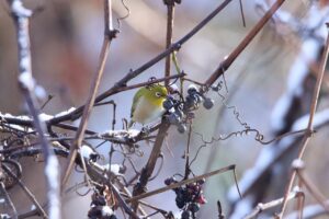 メジロ2024年11月9日