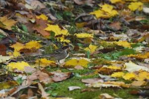 ミヤマホオジロ雄2024年11月2日