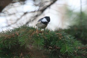 ヒガラ2024年11月24日