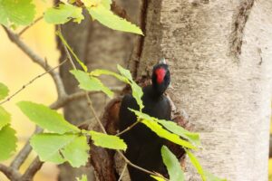 クマゲラ雌2024年11月1日