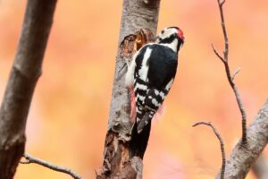 アカゲラ雄2024年11月2日