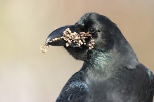 ハシブトガラス2024年12月1日ヌルデ果実をくわえる