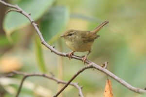 ウグイス2024年11月2日