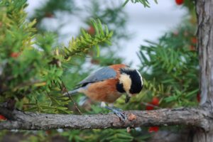 ヤマガラ2024年11月2日イチイの種子を食べる