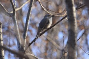 ヒヨドリ2024年11月24日