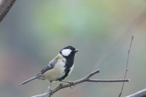 シジュウカラ2024年11月9日