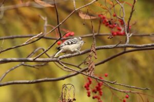 コゲラ2024年11月17日
