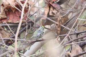 キクイタダキ2024年11月17日