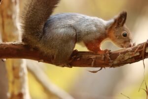 エゾリス2024年11月2日