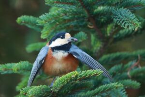 ヤマガラ2024年11月17日イチイの実を食べる