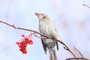 ヒヨドリ2024年12月1日ナナカマドの実