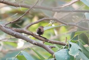 ミソサザイ2024年11月24日