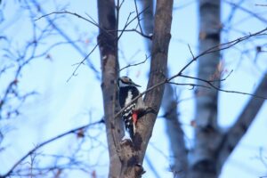 アカゲラ2024年11月9日