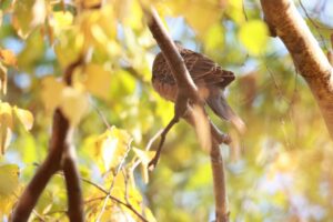 キジバト2024年11月2日