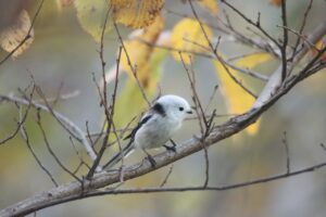 シマエナガ2024年11月2日2