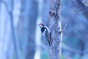オオアカゲラ雄2024年11月24日