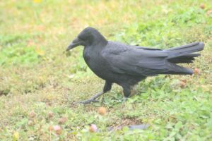 ハシボソガラス2024年11月2日