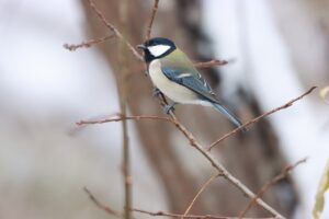 シジュウカラ雌2024年12月1日