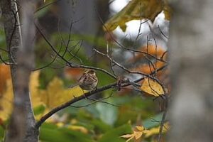 ミヤマホオジロ雌2024年11月2日